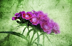 090217-VioletAndGreen_thumb.jpg