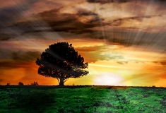 090623-TreeAtSunset_thumb.jpg