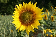 090907b-FaceOfSun_thumb.jpg