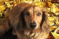 091111-LongHairedDachshund_thumb.jpg