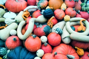 Fall Season Pumpkins – Tuesday’s Daily Jigsaw Puzzles
