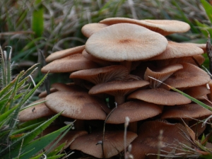 Mushrooms – Tuesday’s Fun Guy (Fungi) Jigsaw Puzzle