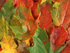 Fall Colors – Tuesday’s Free Daily Jigsaw Puzzle