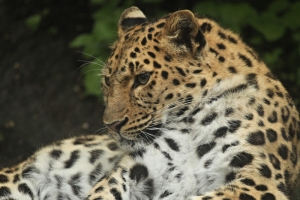 Wednesday’s Purrrrfect Daily Jigsaw Puzzle – Leopard