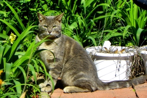 There’s A Cat In My Garden – Thursday’s Meow Jigsaw Puzzle