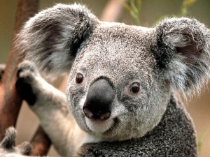 Koala – Sunday’s un-Bear-able Free Daily Jigsaw Puzzle