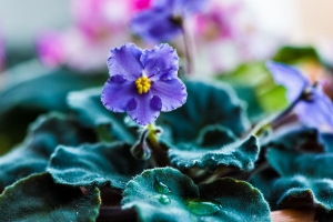 Sunday’s Flowerful Free Daily Jigsaw Puzzle – Purple And Green