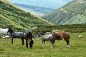 Horses In a Field – Tuesday’s Free Daily Jigsaw Puzzles