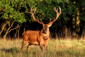 Stag – YAAJP (Yet Another Animal Jigsaw Puzzle) for Wednesday