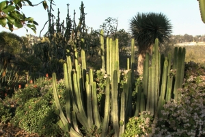 Monday’s Prickly Daily Jigsaw Puzzle – Cacti