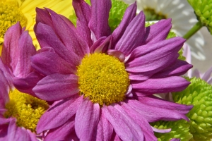 Flower – Saturday’s Purple And Yellow Daily Jigsaw Puzzle