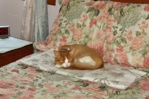 Cat Napping – Saturday’s Lazy Day Jigsaw Puzzle