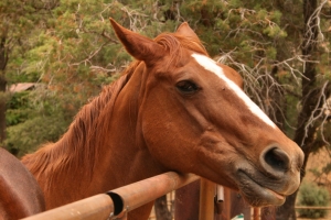 Brown Horse, Of Course! Friday’s Free Daily Jigsaw Puzzle
