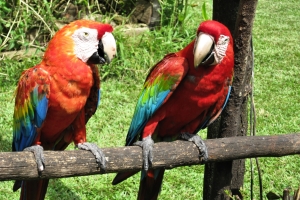 two birds jigsaw puzzle graphic image