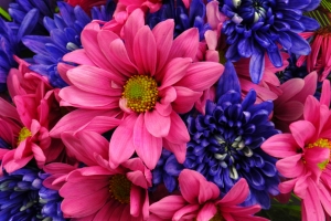 Purple and Pink Flowers – Monday’s Free Daily Jigsaw Puzzle