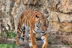 The Eye Of The Tiger – Sunday’s Daily Jigsaw Puzzle