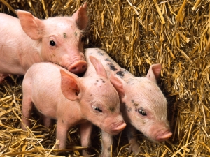 Three Little Pigs – Thursday’s Free Daily Jigsaw Puzzle