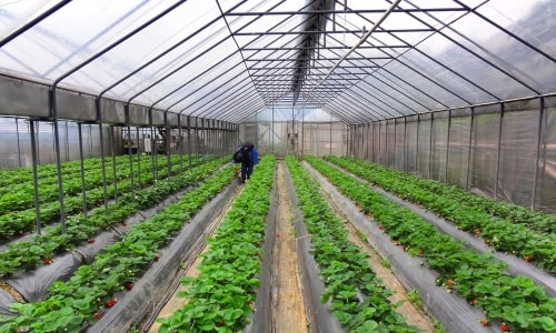 The Green House – Saturday’s Growing Season Jigsaw Puzzle