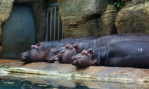 Resting Hippos – Wednesday’s Relaxing Daily Jigsaw Puzzle