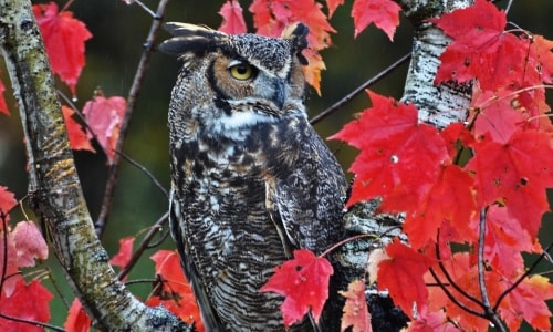 Great Horned Owl – Tuesday’s Daily Jigsaw Puzzle