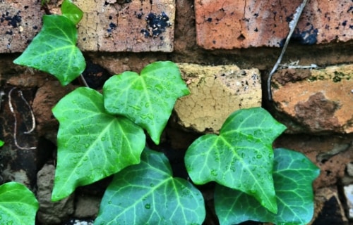 Ivy Against A Brick Wall – Saturday’s Daily Jigsaw Puzzle