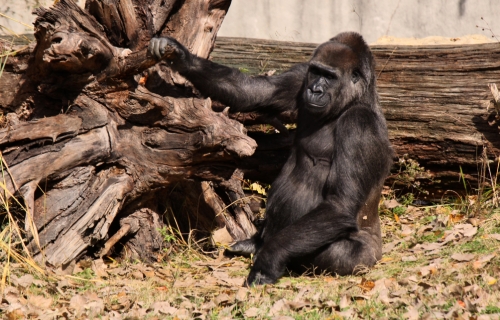 Gorilla Not In The Mist – Saturday’s Daily Jigsaw Puzzle
