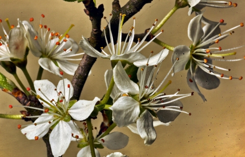 Blackthorn Blossoms – Sunday’s Springtime Daily Jigsaw Puzzle