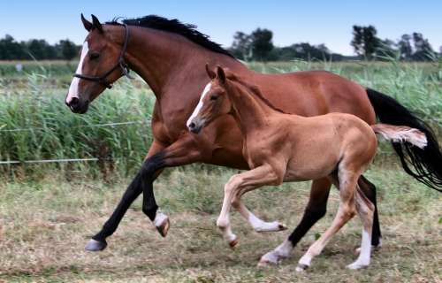 Running Horses – Tuesday’s Free Daily Jigsaw Puzzle