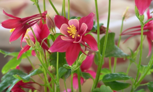 Wednesday’s Flowery Jigsaw Puzzle – Origami Red and White Columbine