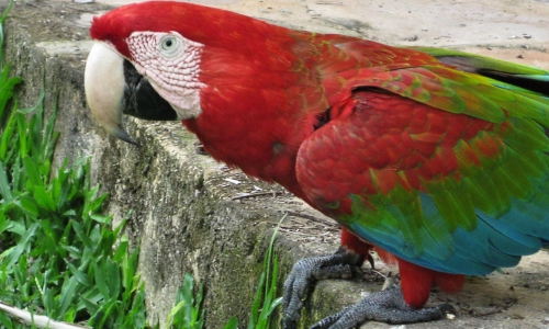 Parroting The Pretty Parrot – Friday’s Jigsaw Puzzle