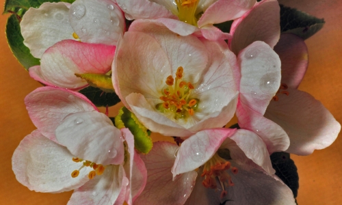 Crab Apple Blossoms – Thursday’s Tree High Jigsaw Puzzle