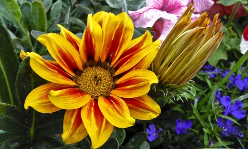 Monday’s Free Daily Jigsaw Puzzle – Flowers