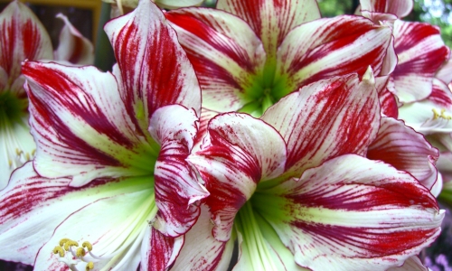 Red and White Flower – Wednesday’s Free Daily Jigsaw Puzzle