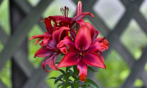 Red Flower – Thursday’s Pretty Jigsaw Puzzle
