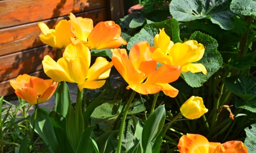 Tulips – Saturday’s Non-Fractal Daily Jigsaw Puzzle