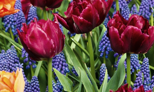 Tulips and Grape Hyacinths – Friday’s Jigsaw Puzzle