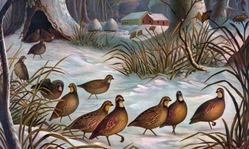 Birds In Snow – Saturday’s Woodcut Daily Jigsaw Puzzle
