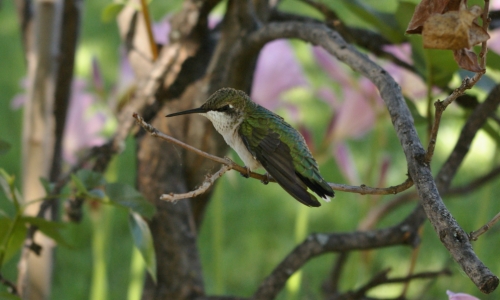 Hummingbird At Rest – Tuesday’s Daily Jigsaw Puzzle