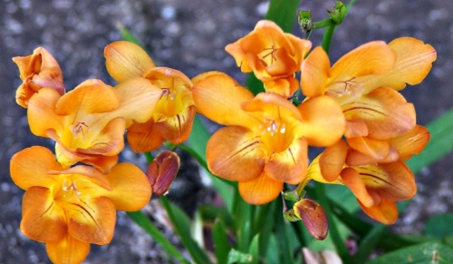 Saturday’s Daily Jigsaw Puzzle – Freesia Gold Flowers