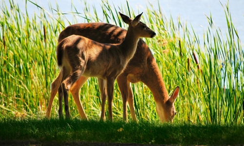 Mother And Child – Tuesday’s Outdoors Jigsaw Puzzle