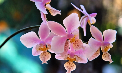 Orchidee – Saturday’s Flowerful Daily Jigsaw Puzzle