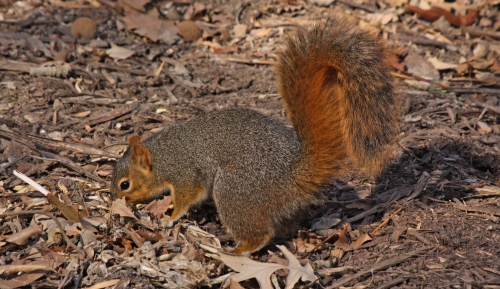 Squirrel – Tuesday’s Non-Flying Daily Jigsaw Puzzle