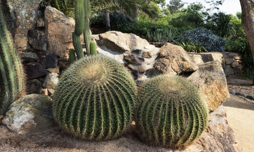 Barrel Cacti – Saturday’s Prickly Daily Jigsaw Puzzle