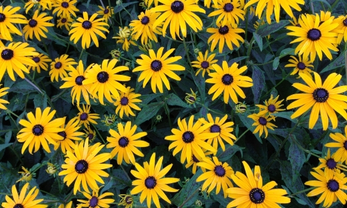 Blue-Eyed Susan’s – Saturday’s Flowery Daily Jigsaw Puzzle