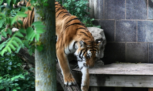 What’s Up, Tiger? – Wednesday’s Free Daily Jigsaw Puzzle