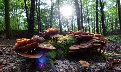Mushrooms In The Woods – Sunday’s Nature Daily Jigsaw Puzzle
