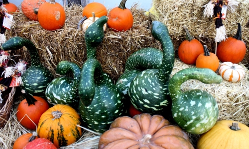 Fall Colors And Produce – Tuesday’s Daily Jigsaw Puzzle