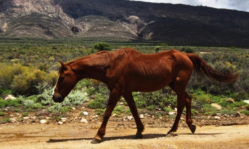 Sunday’s How Now Brown Horse Free Daily Jigsaw Puzzle
