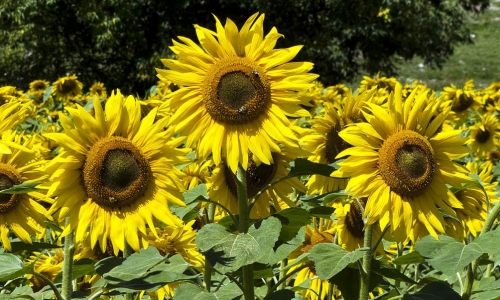 Field Of Sunflowers – Monday’s Free Daily Jigsaw Puzzle