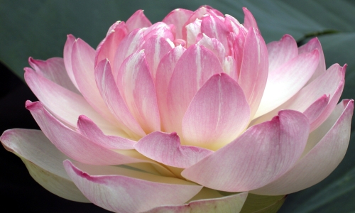Lotus Flower – Wednesday’s Daily Jigsaw Puzzle